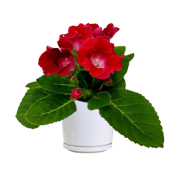 Gloxinia Roi de Rouge
